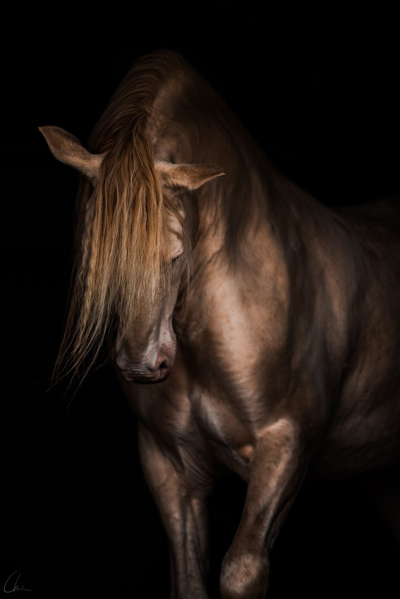 Djur fotograf Skåne