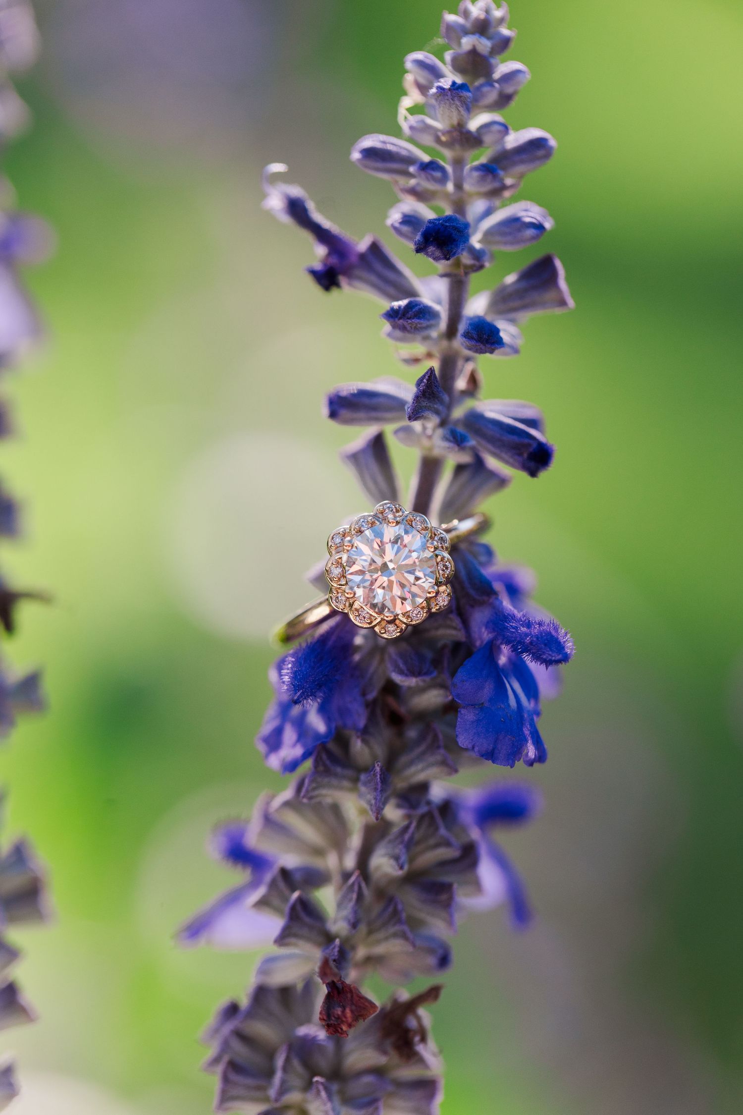 Purple salvia flowers blooming in a garden with a blurred green background.