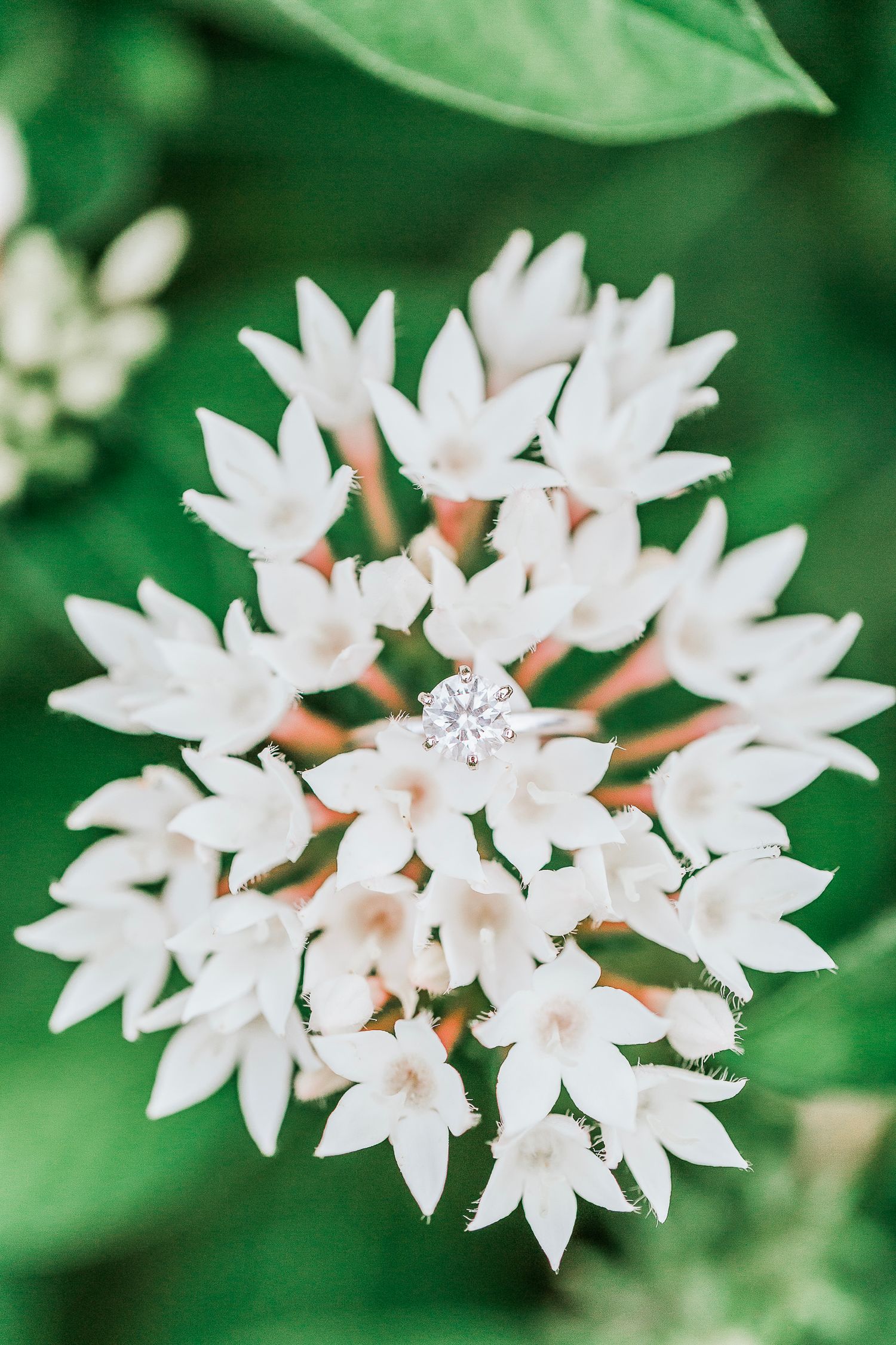 Delicate white star-shaped flowers blooming against lush green foliage.
