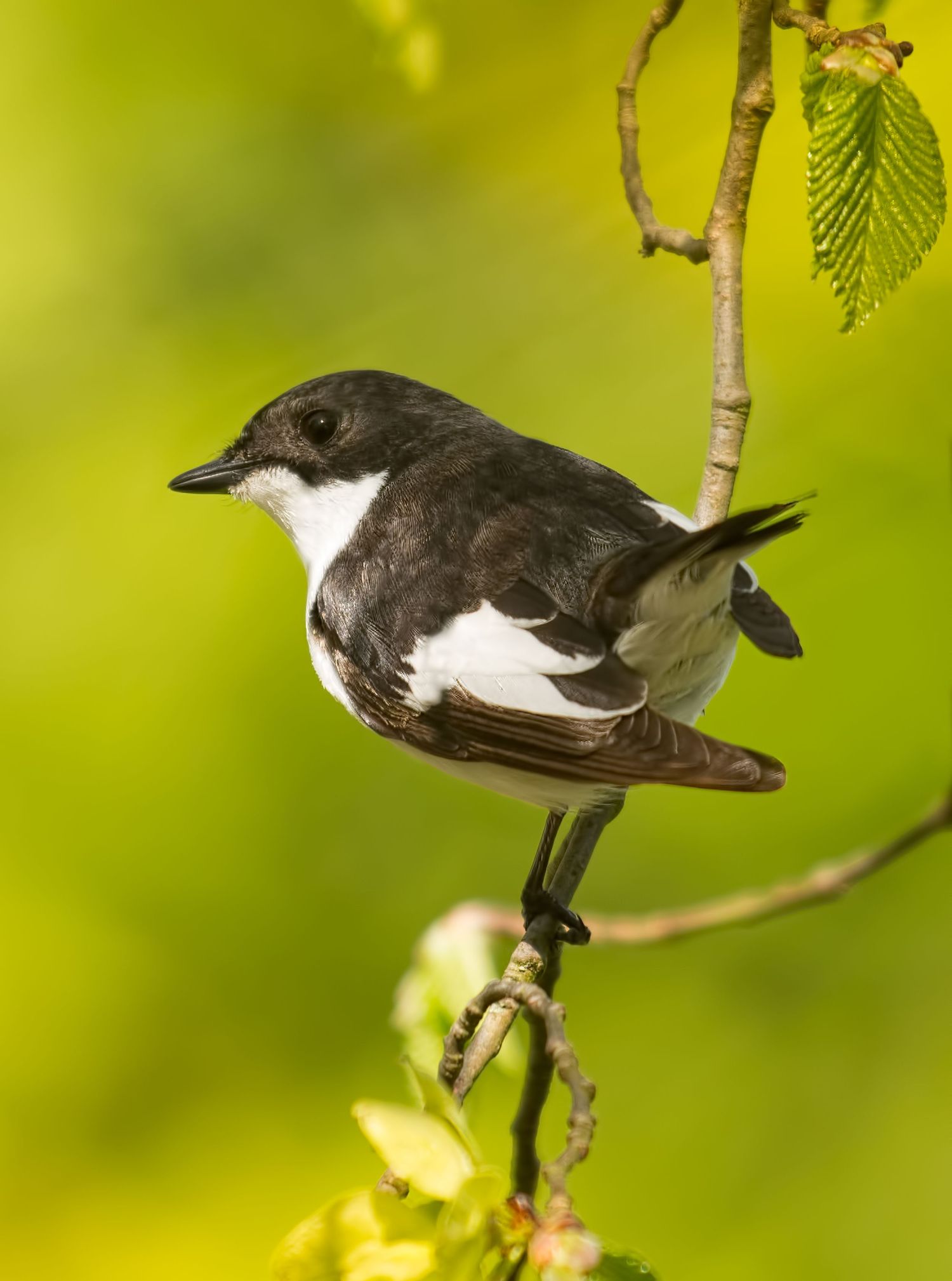 The European pied flycatcher (Ficedula hypoleuca) is a small passerine bird feeds mainly on insects caught from a perch.