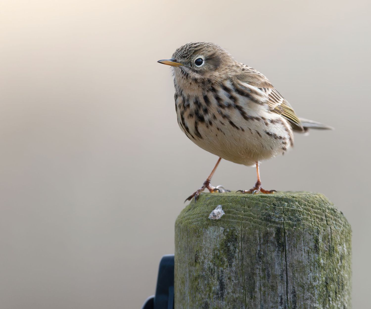 The Meadow Pipit (Anthus pratensis) is a small passerine bird which breeds in much of the Palearctic.