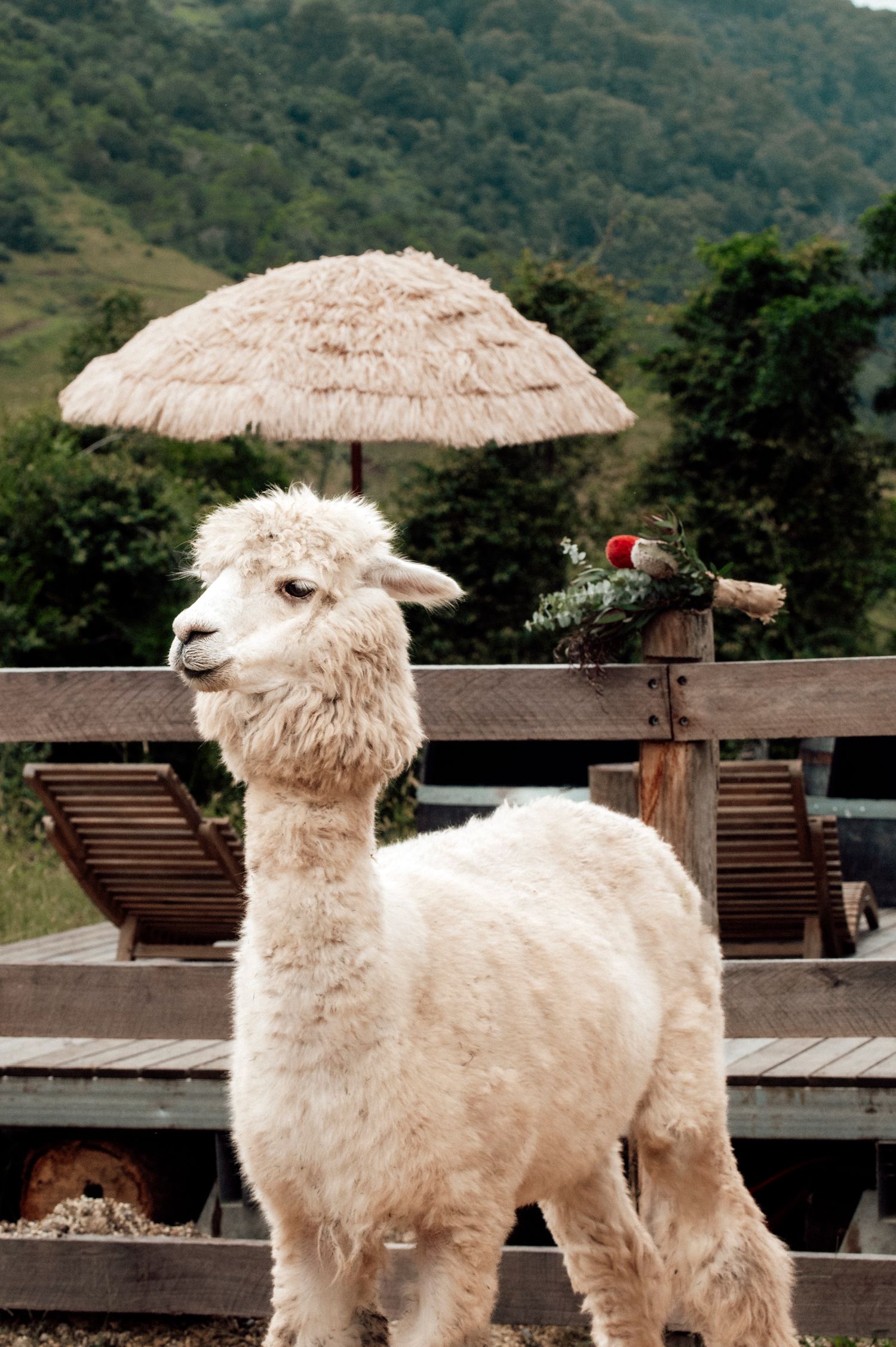 Alpaca at Nature Domes Spa area