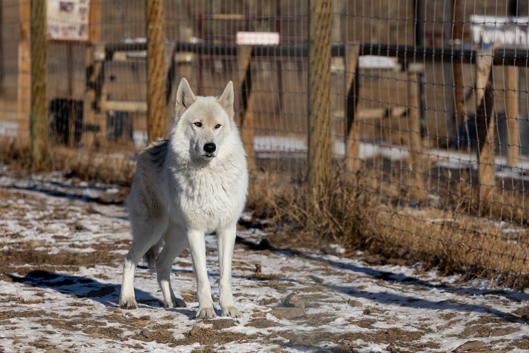 Kathana intently staring looking for enrichment to arrive, a stunning wolf dog
