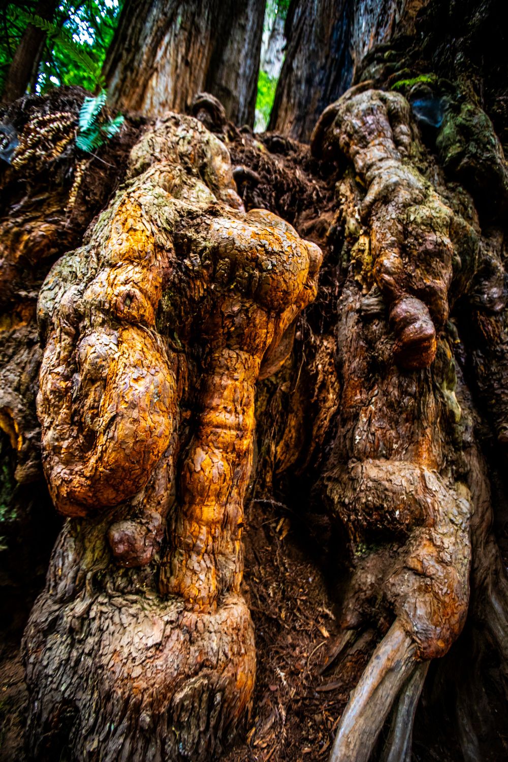 Gnarled and textured tree bark patterns with golden sunlight highlighting the natural wood formations.