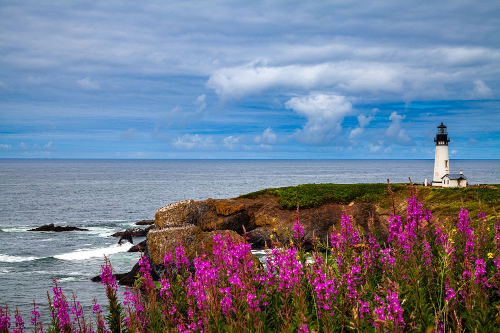 Coastal lighthouse stands on rocky shore with vibrant purple wildflowers in foreground.