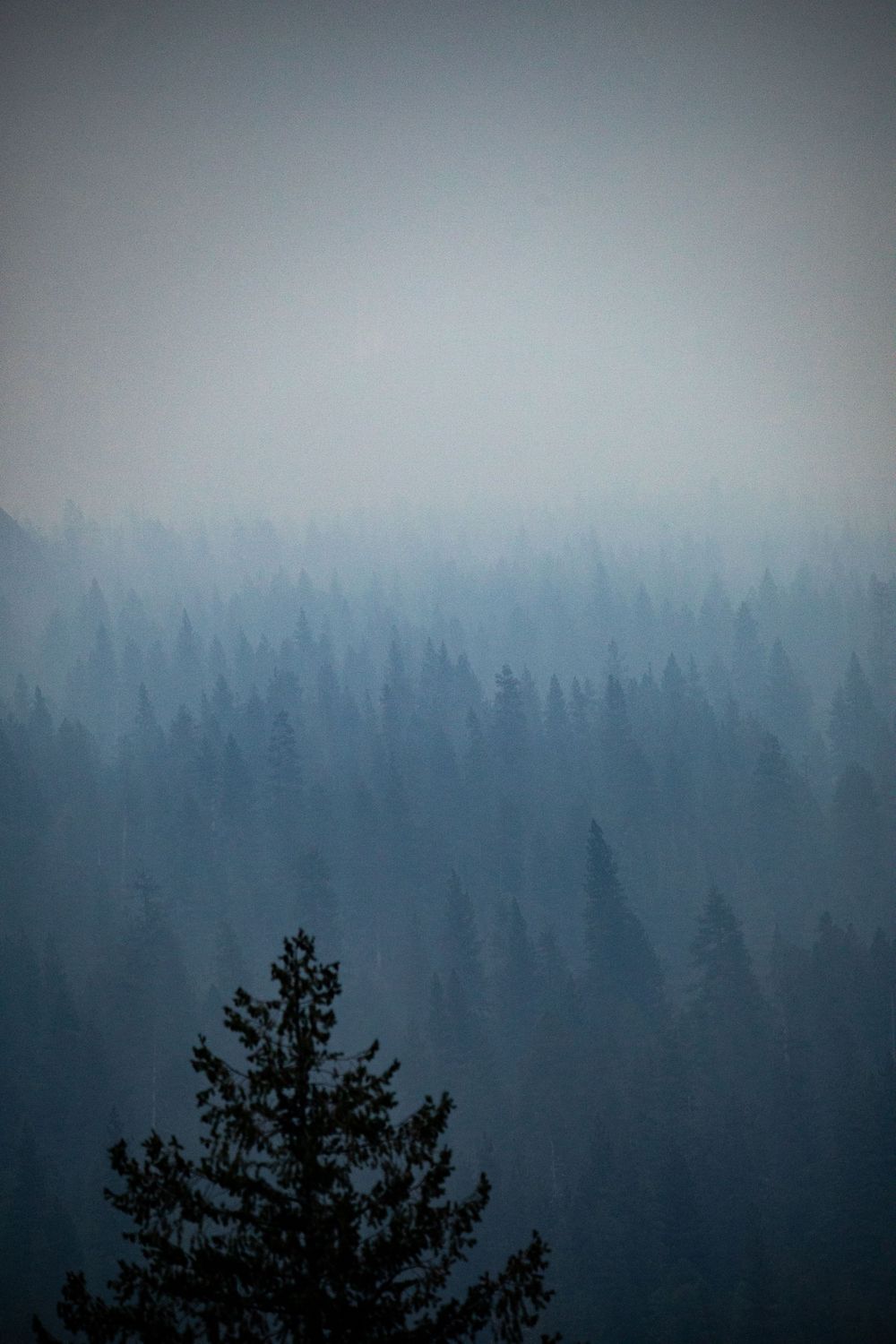 Misty forest landscape with evergreen trees fading into foggy background.
