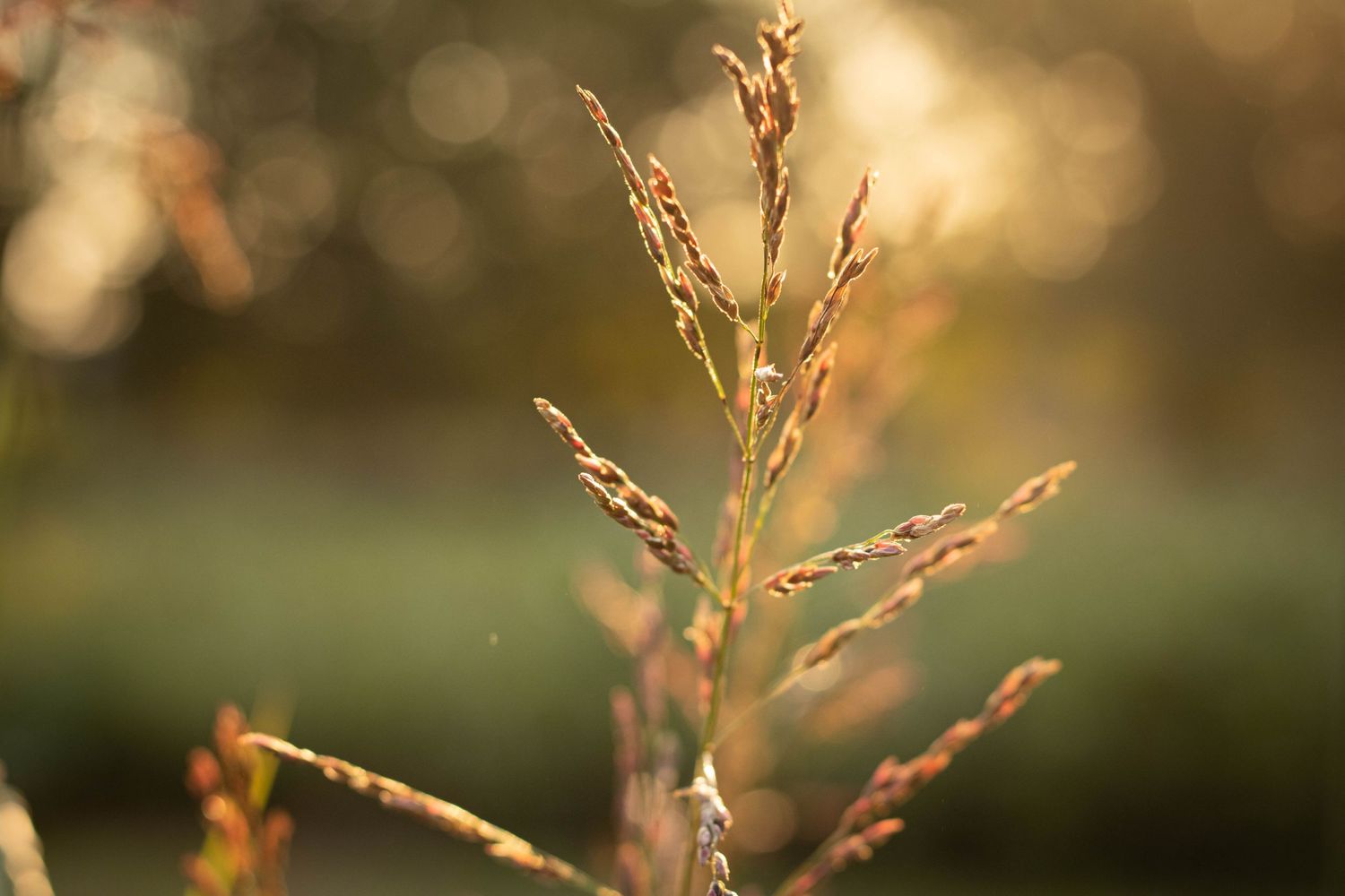 Plant During Golden Hour