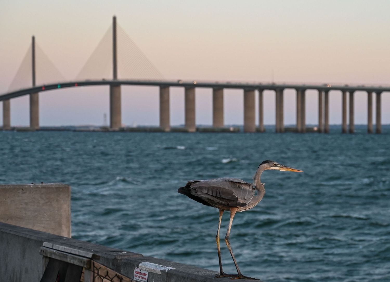 Great blue heron stands on pier with Sunshine Skyway Bridge in background at sunset.