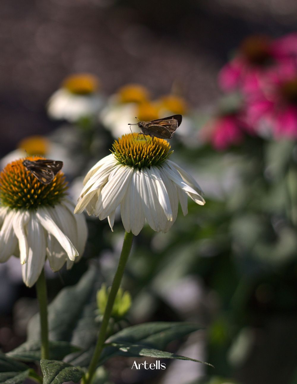 Butterfly on a flower published in Artells Magazine