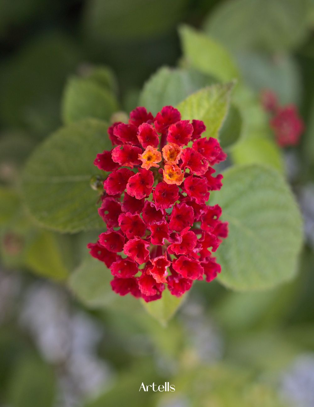 big red flower published in Artells Magazine
