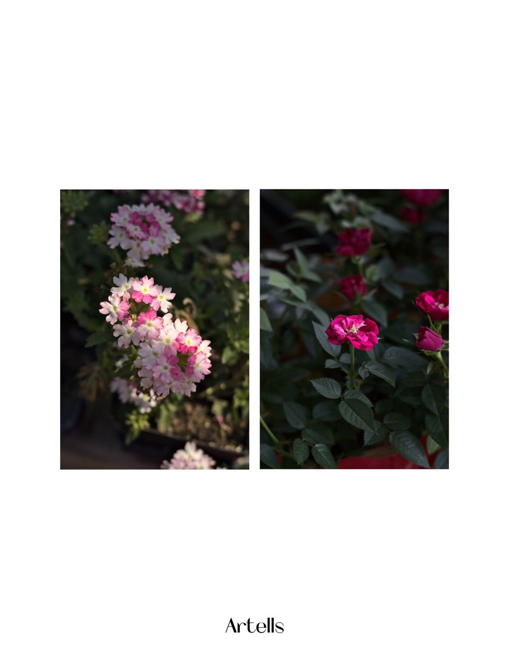 pink flowers published in Artells Magazine