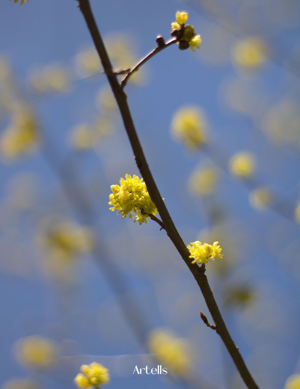 spring tree blossoms published in Artells Magazine