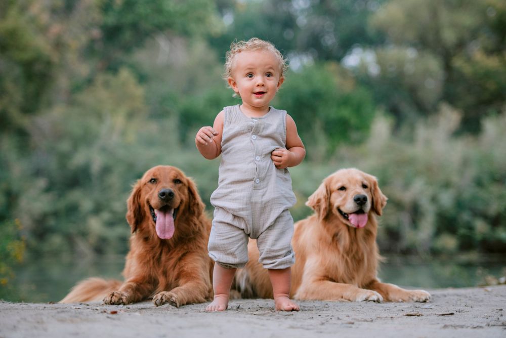 Cute toddler and his golden retrievers play