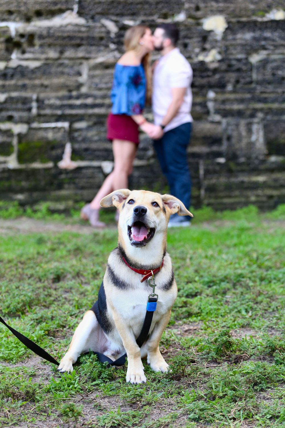 A happy dog with a husband and wife kissing behind him