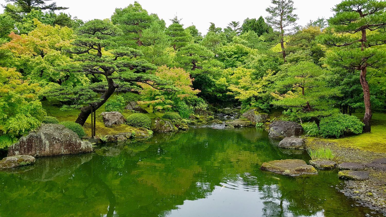 A beautiful shot of a pond in the middle of trees with a white sky in the background