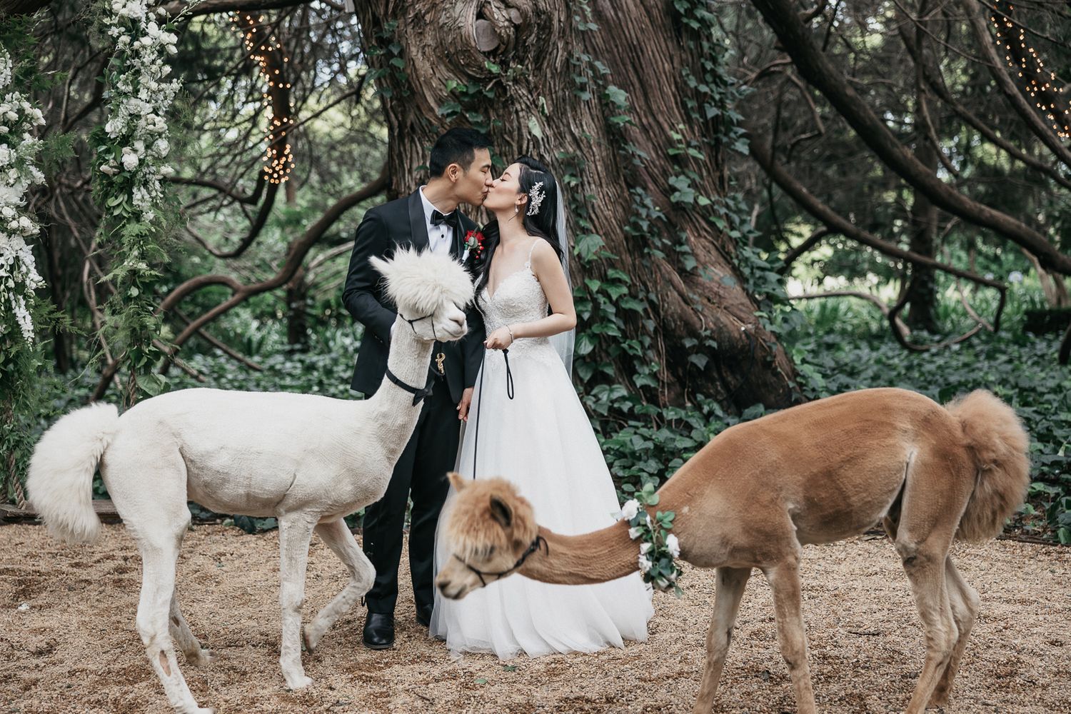 Bride and groom sharing a kiss surrounded by alpacas beneath a canopy of twisted trees.