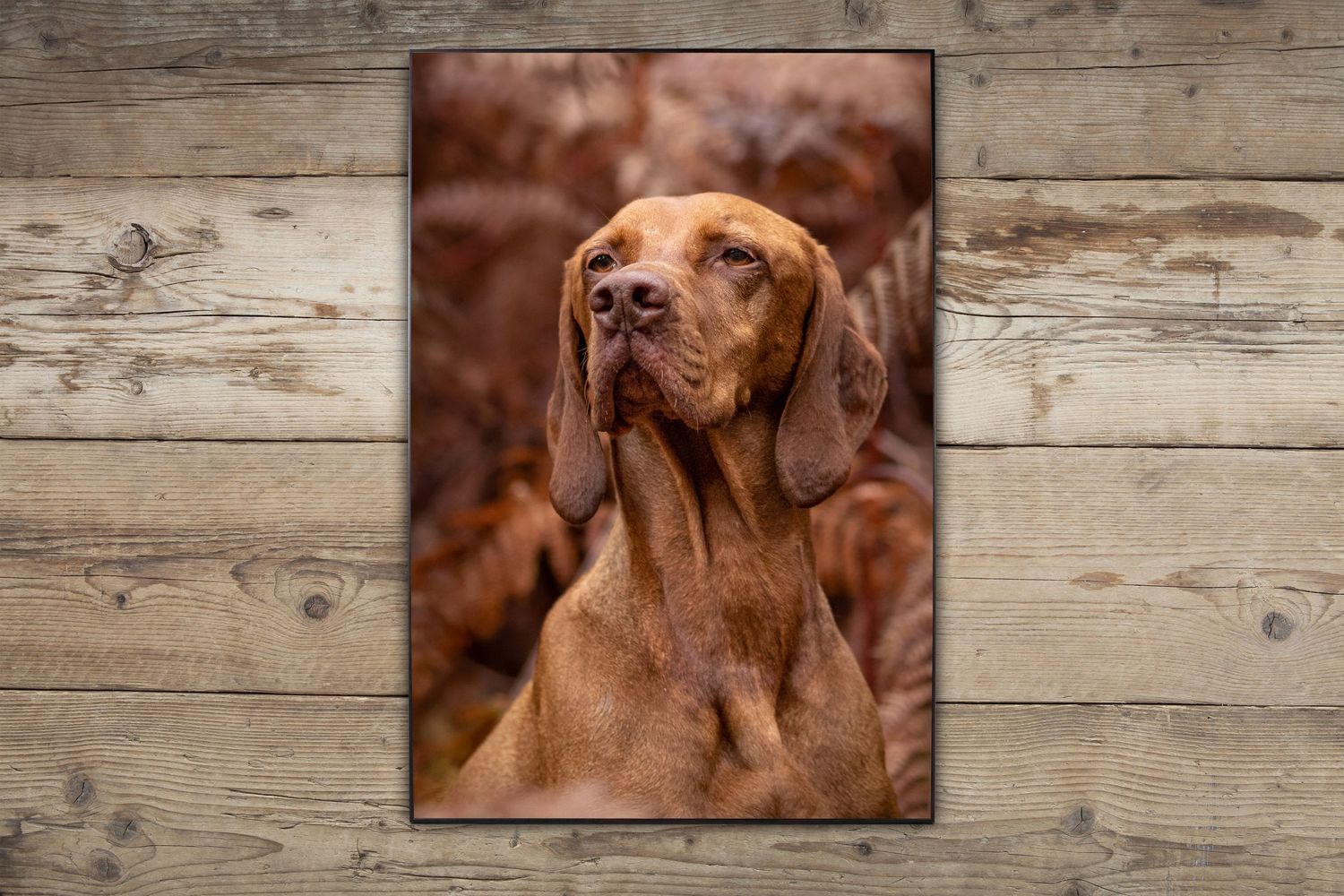A regal Vizsla dog portrait with rich brown tones against a wooden background.