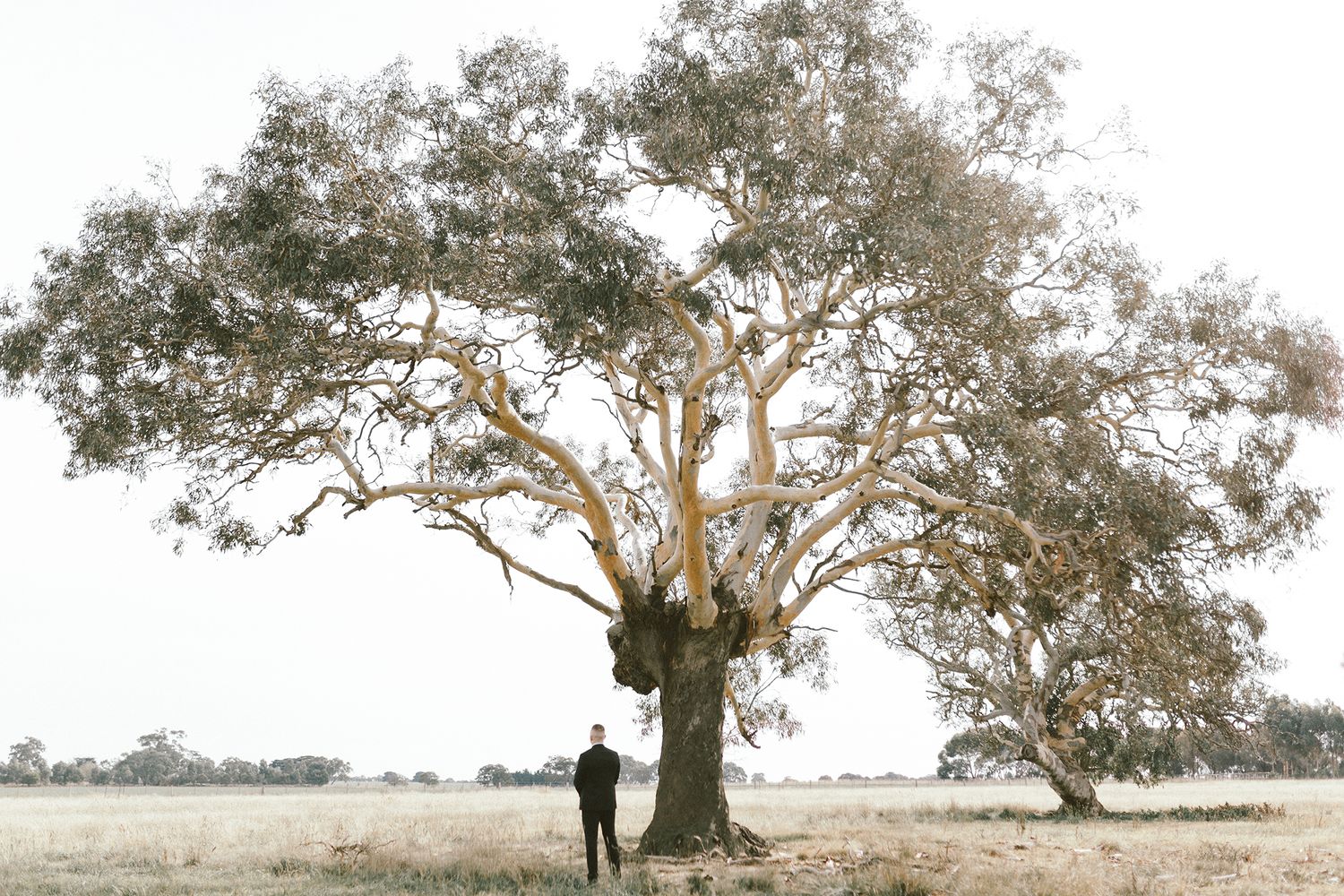 Silhouette of two people standing beneath a large gnarled tree in an open field.