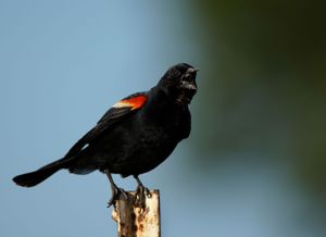 Red-winged blackbird w/ mouth open