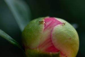 Extreme close-up of an ant crawling on pink and green peony bud.