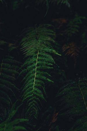 ferns