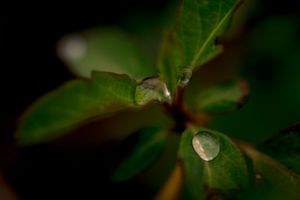 green leaves with raindrops