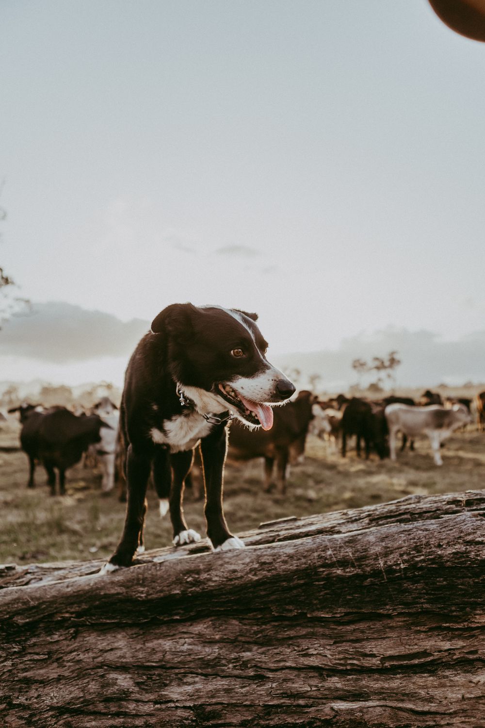 Black and white farm dog standing on a log with cattle grazing in the background at sunset.