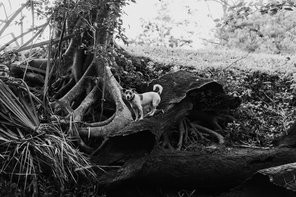 A small white dog stands on a large fallen tree trunk surrounded by lush roots in black and white.