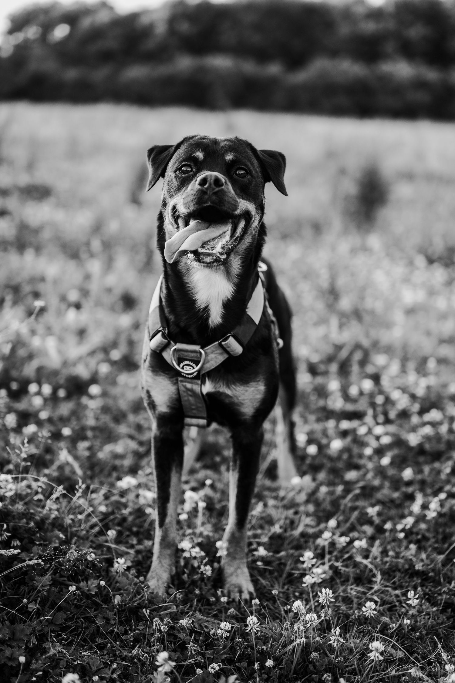 Black and White image of a dog standing in a field with it's tongue happily falling out of it's mouth