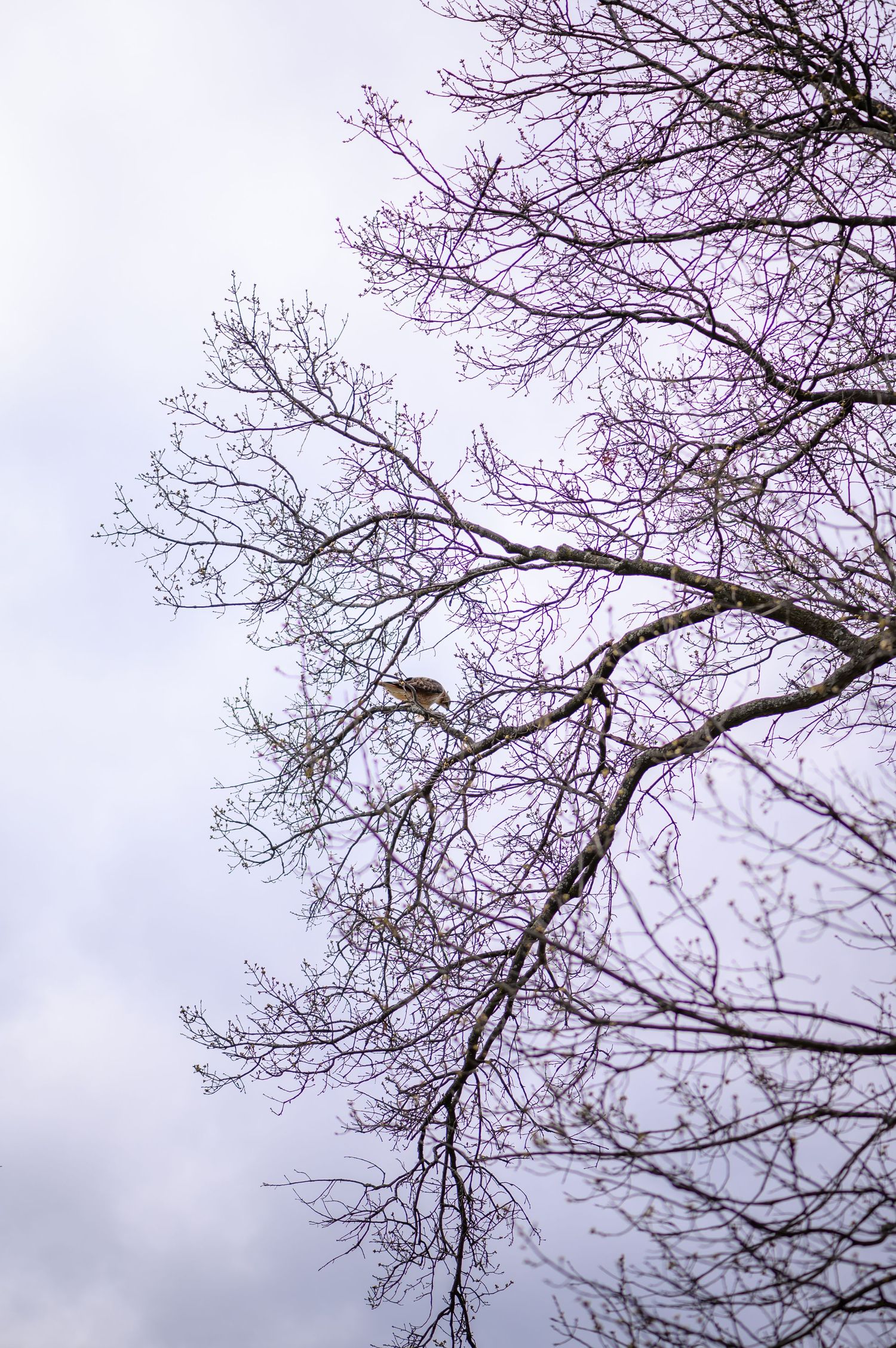 Delicate purple blossoms on bare tree branches against cloudy sky.