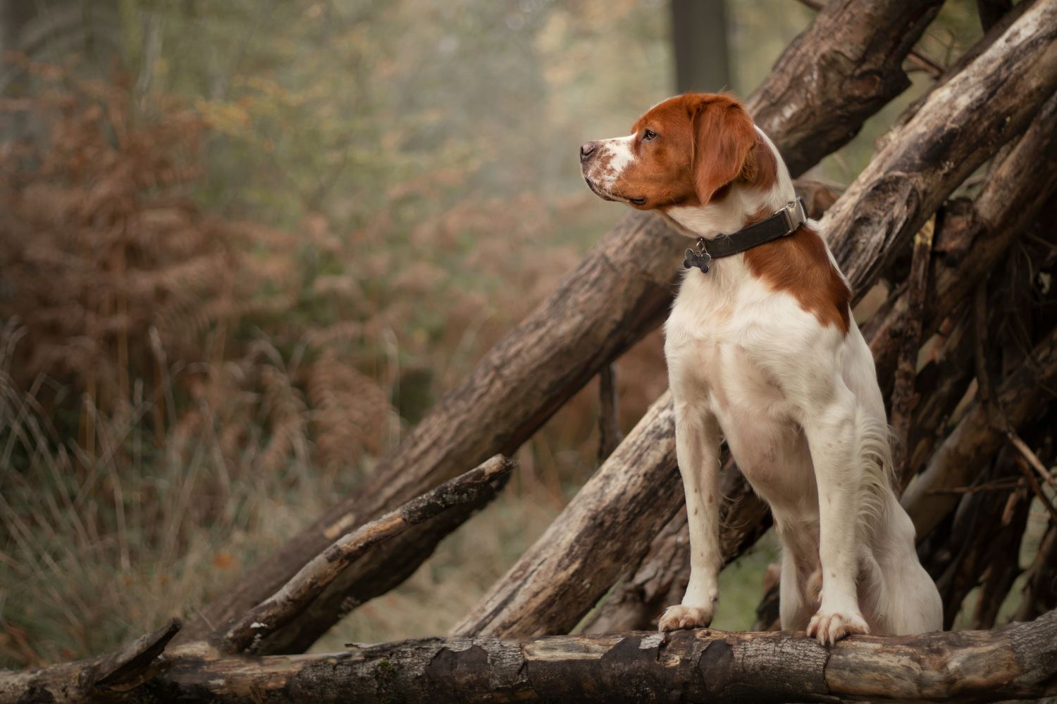 Brown and white hunting dog standing on fallen logs in an autumn forest.