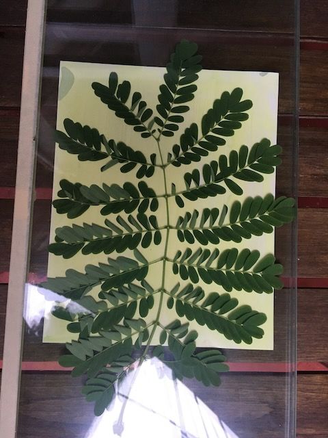 Fine Art Photogram by Barbados artist Logan C Thomas commission cyanotype, lumen print, alternative processes