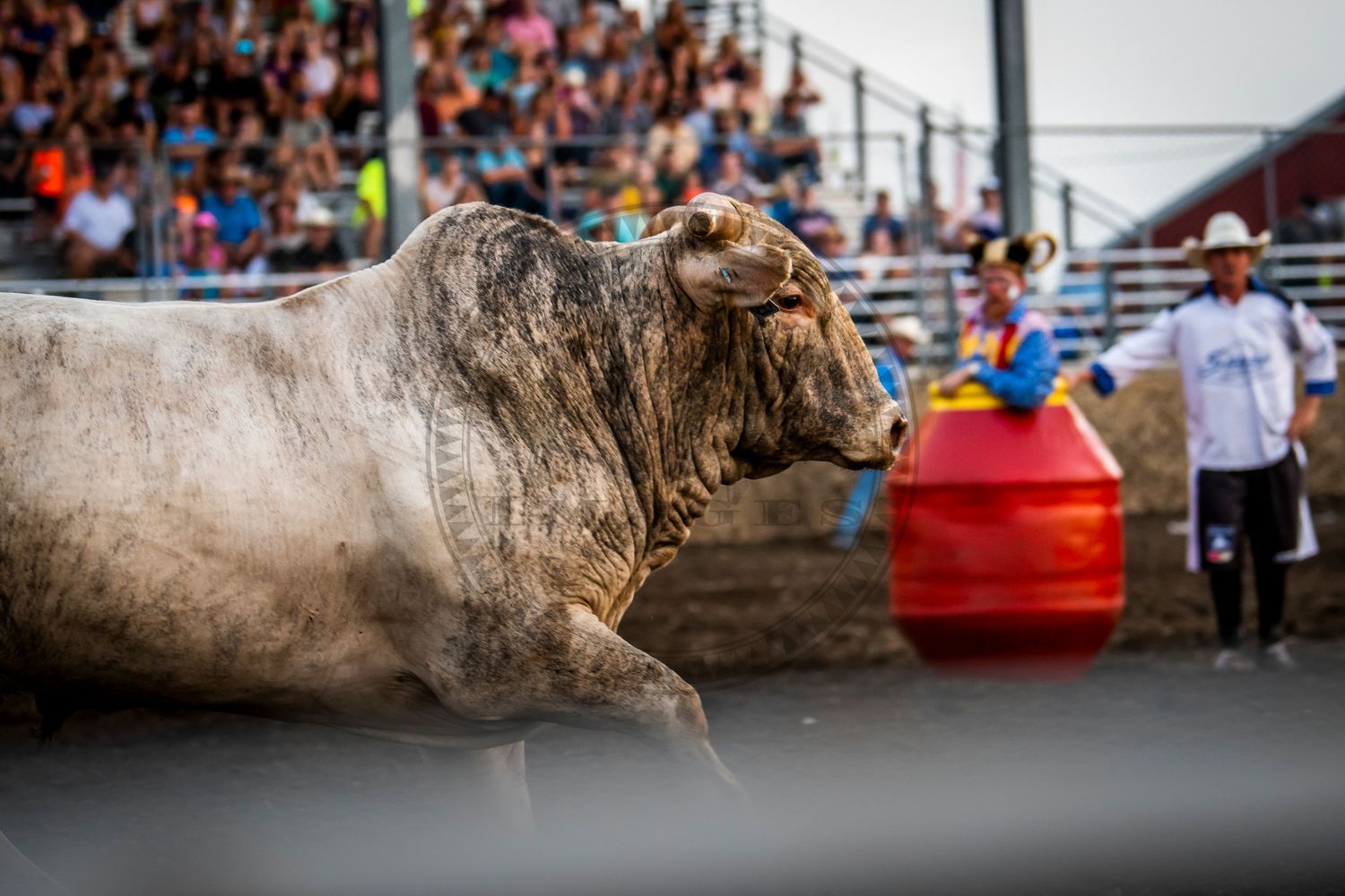 rodeo