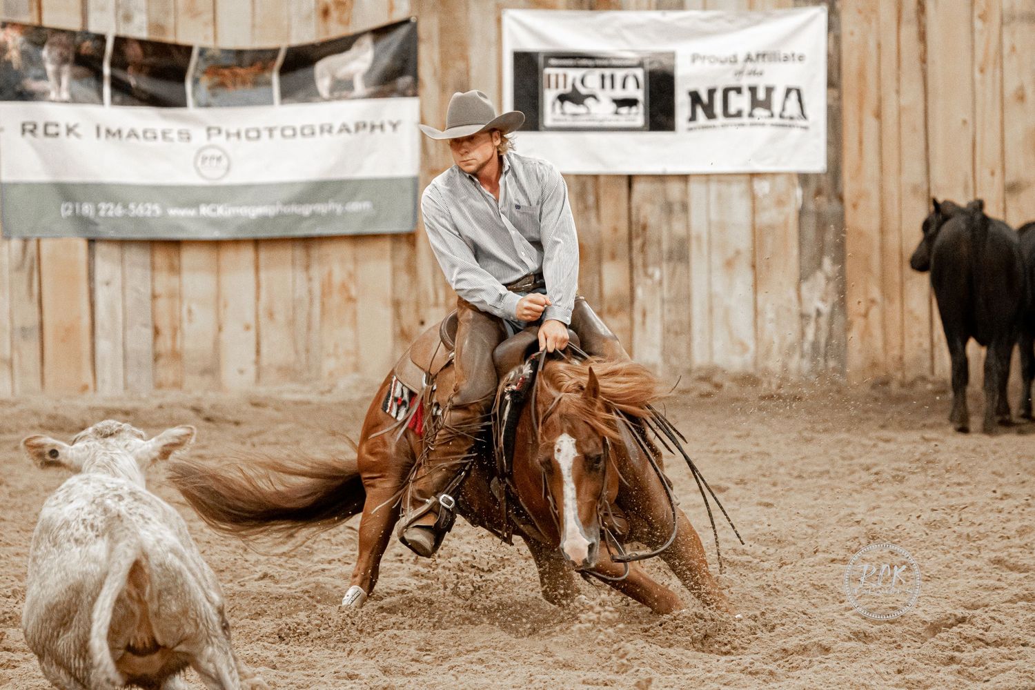 equine