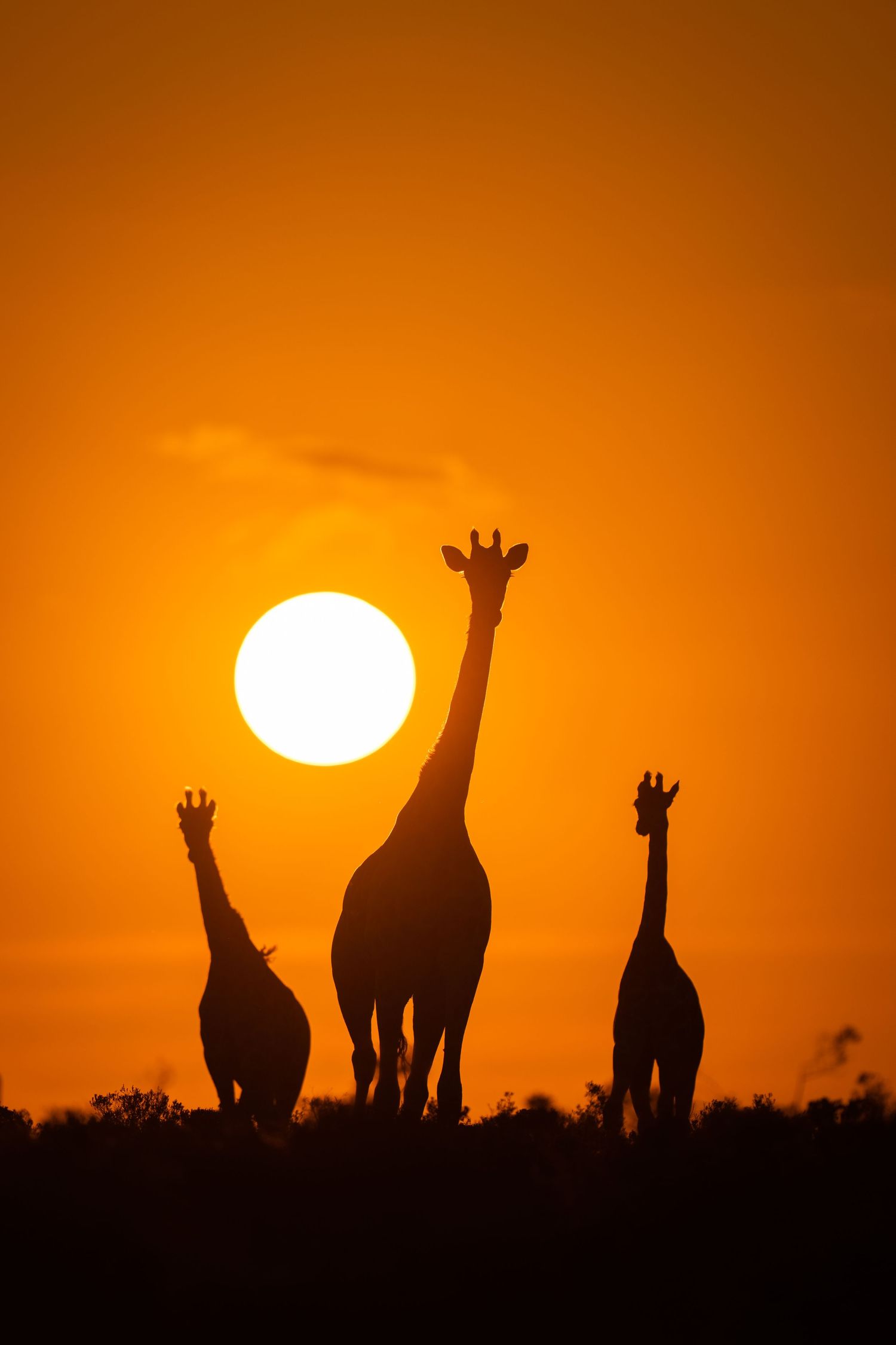 Three giraffe silhouettes stand against an orange African sunset with a bright sun.