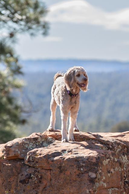 Rim trail photos in Pinetop/Lakeside Labradoodle
