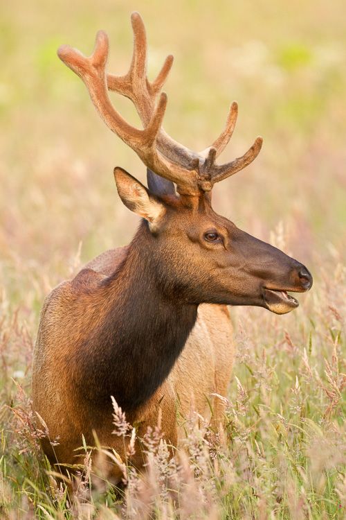 Tulle Elk, Point Reyes National Wildlife Refuge, California