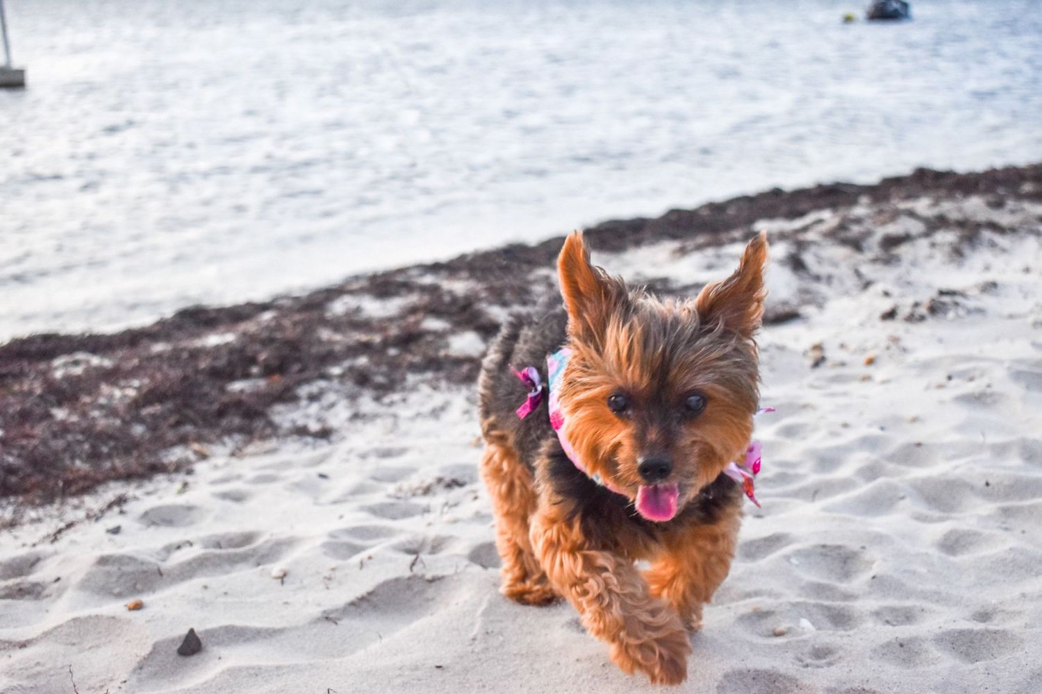Happy Yorkshire terrier running on beach sand wearing purple harness.