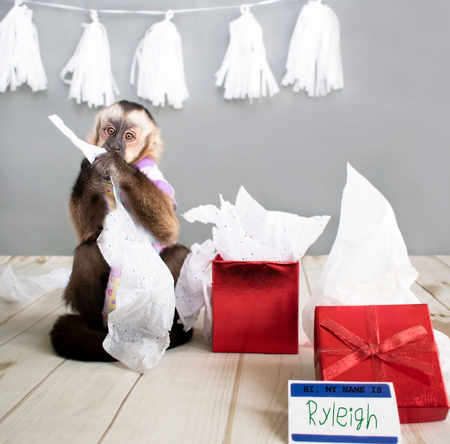 Capuchin monkey named Ryleigh unwrapping gifts at birthday party celebration.