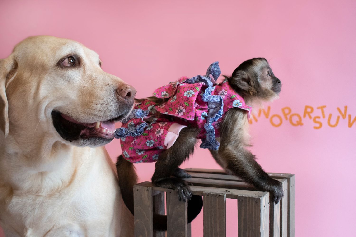 A yellow Labrador and a baby monkey wearing a floral shirt pose together against a pink background.