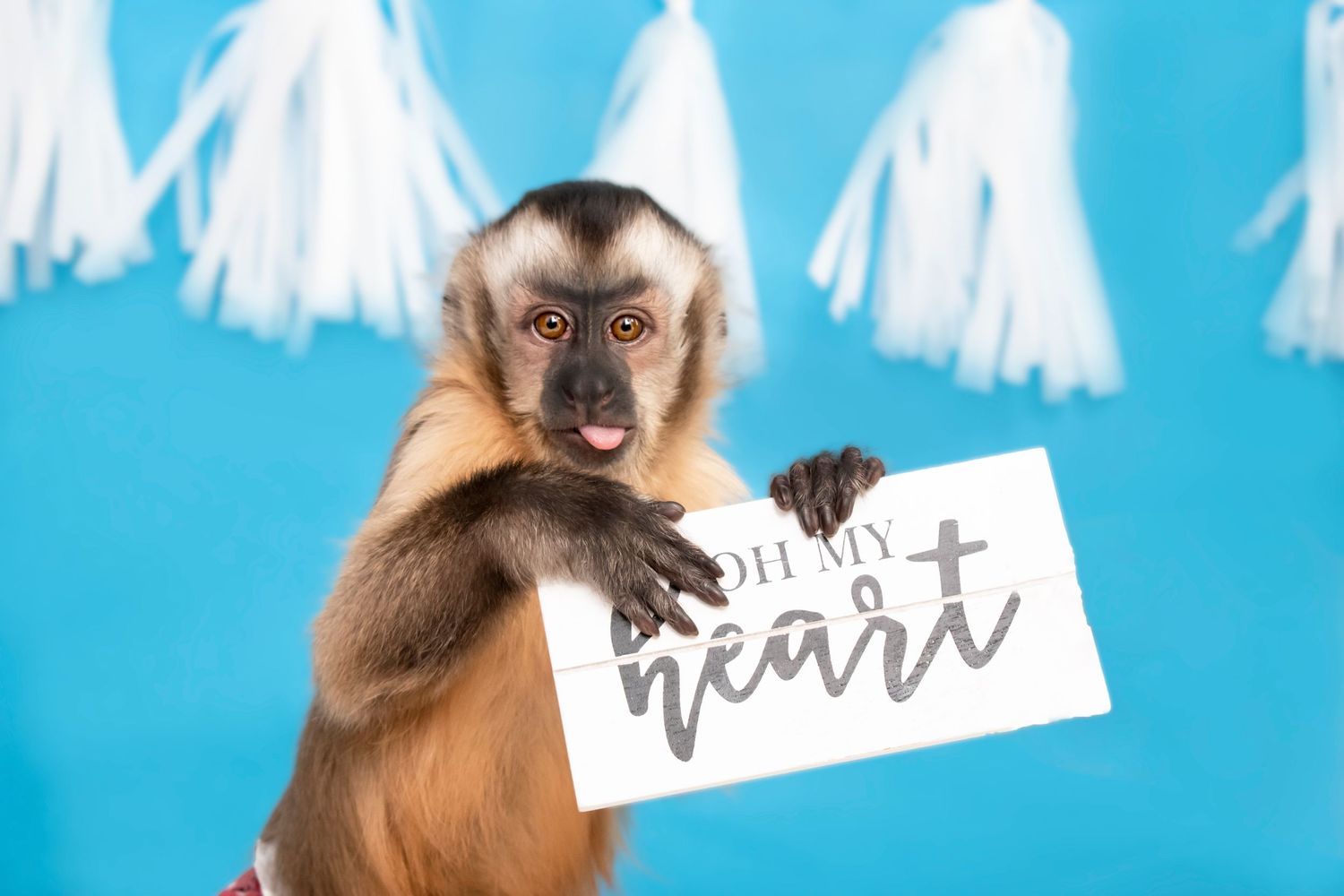 Capuchin monkey holding Oh My Heart sign against bright blue background.