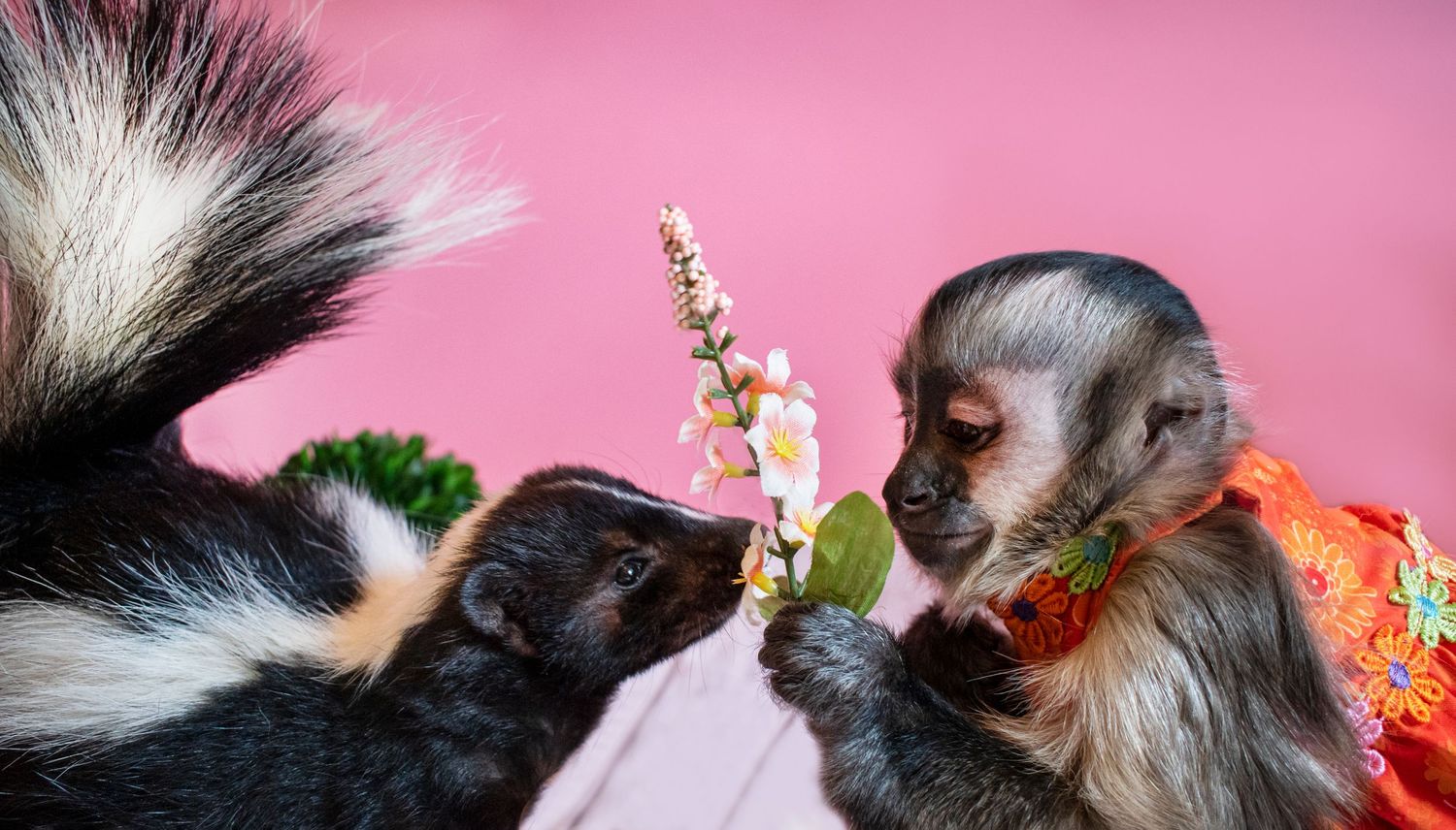 Capuchin monkey in floral outfit sniffing flowers with a skunk on pink background.
