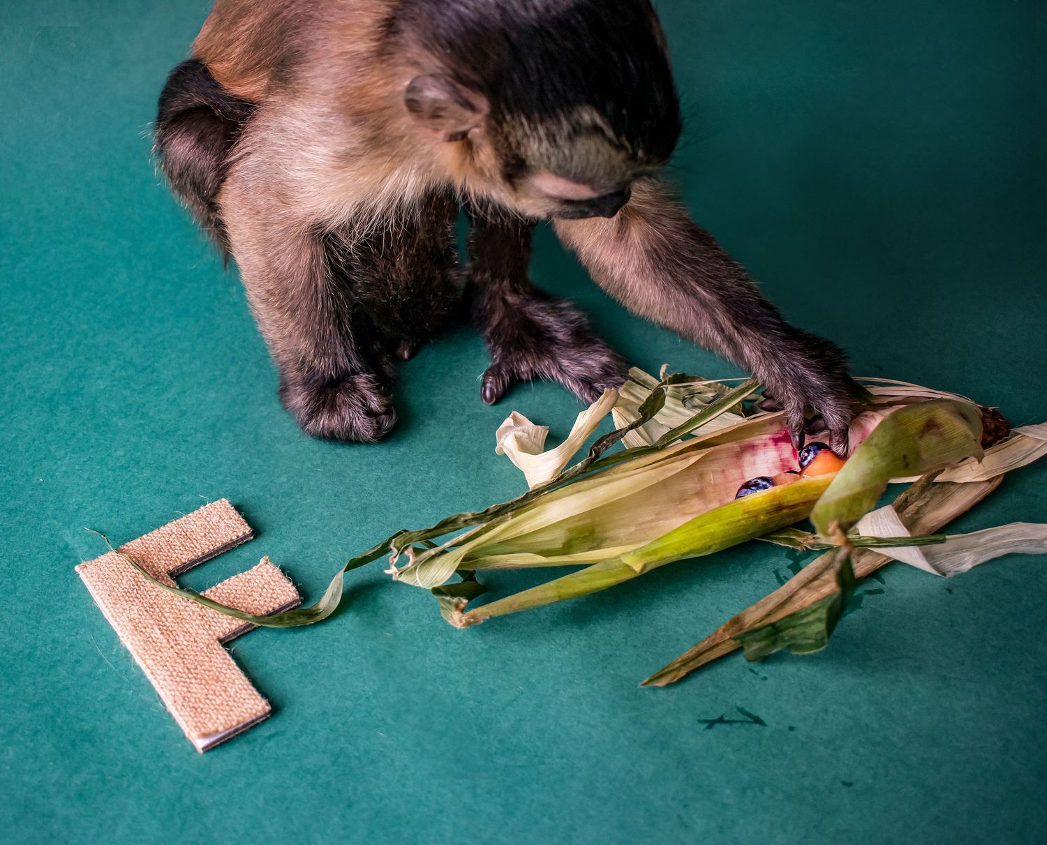 Capuchin monkey eating corn on cob next to letter F on green surface.