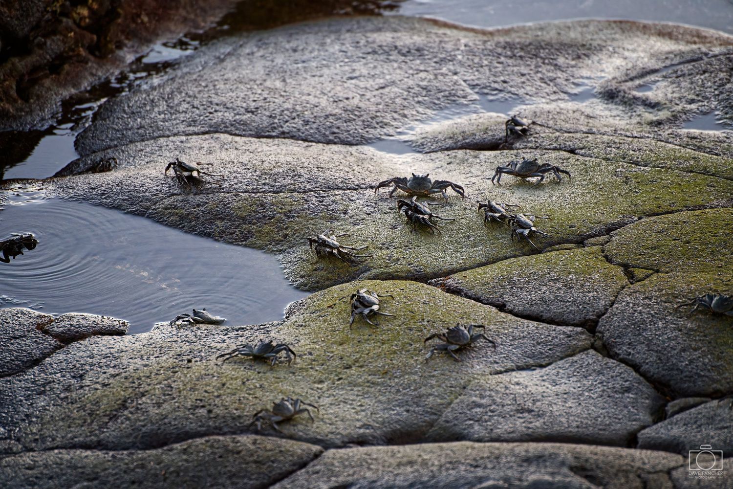 Black rock crabs on a smooth rock