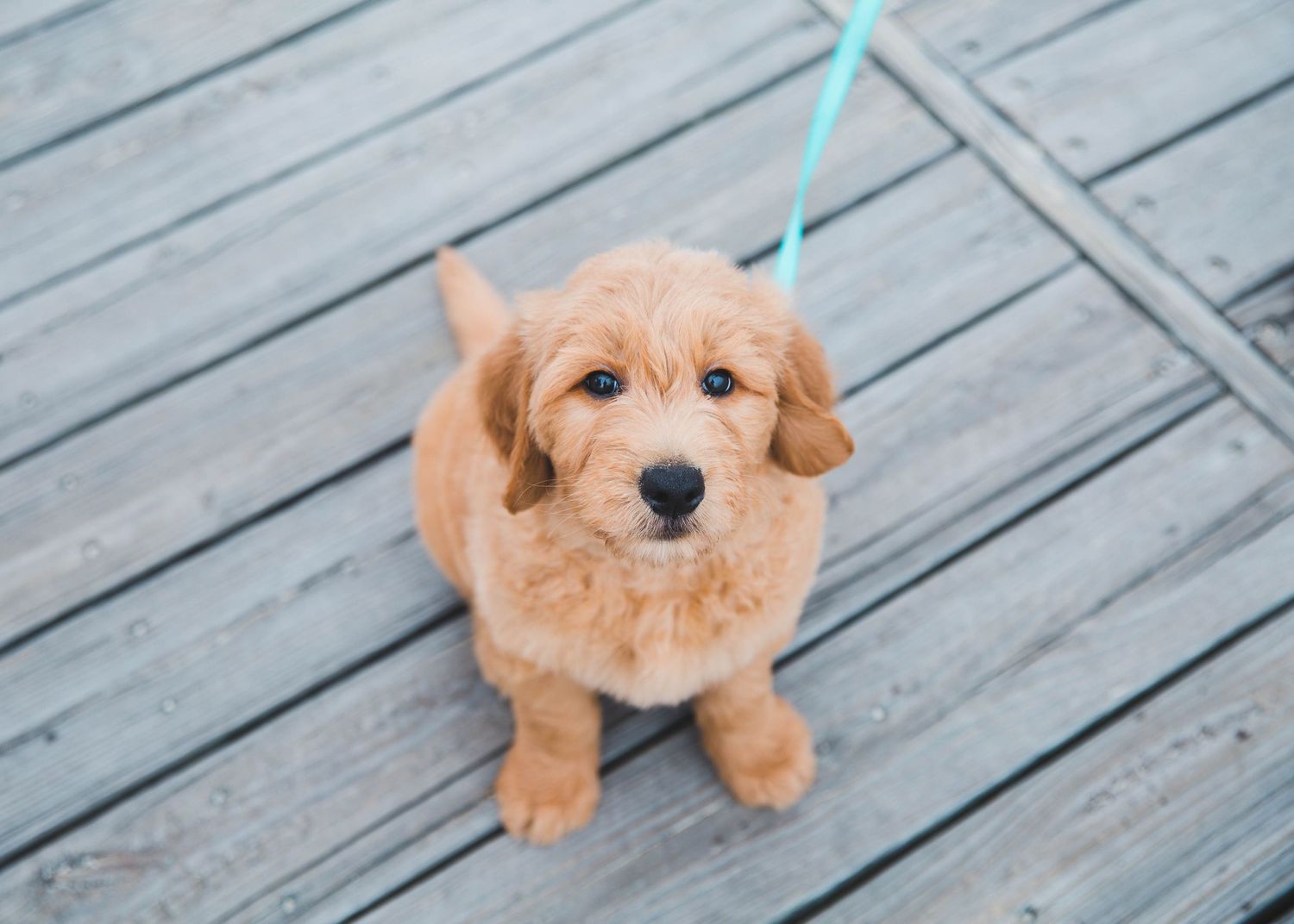 Adorable golden doodle puppy on a leash sitting on a wooden deck looking up at the camera.
