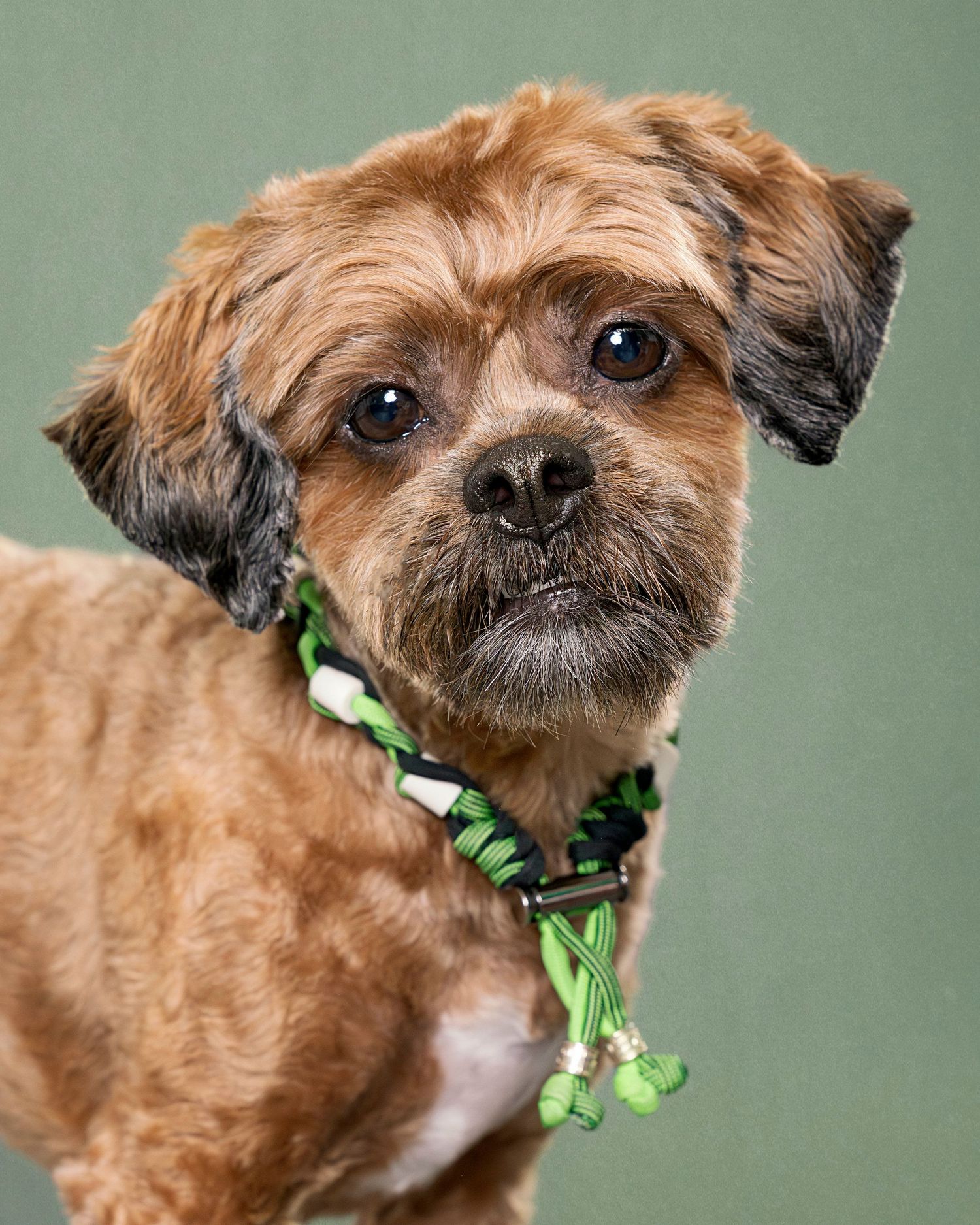 High end pet photography