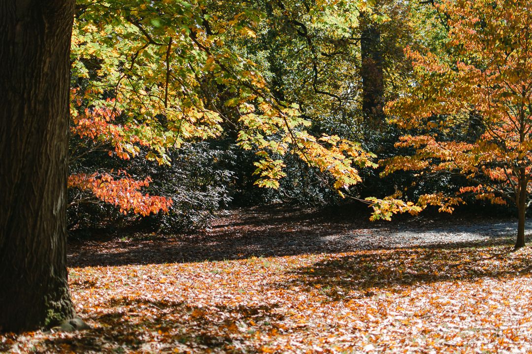 Colorful autumn forest with yellow, orange, and red foliage and a carpet of fallen leaves.