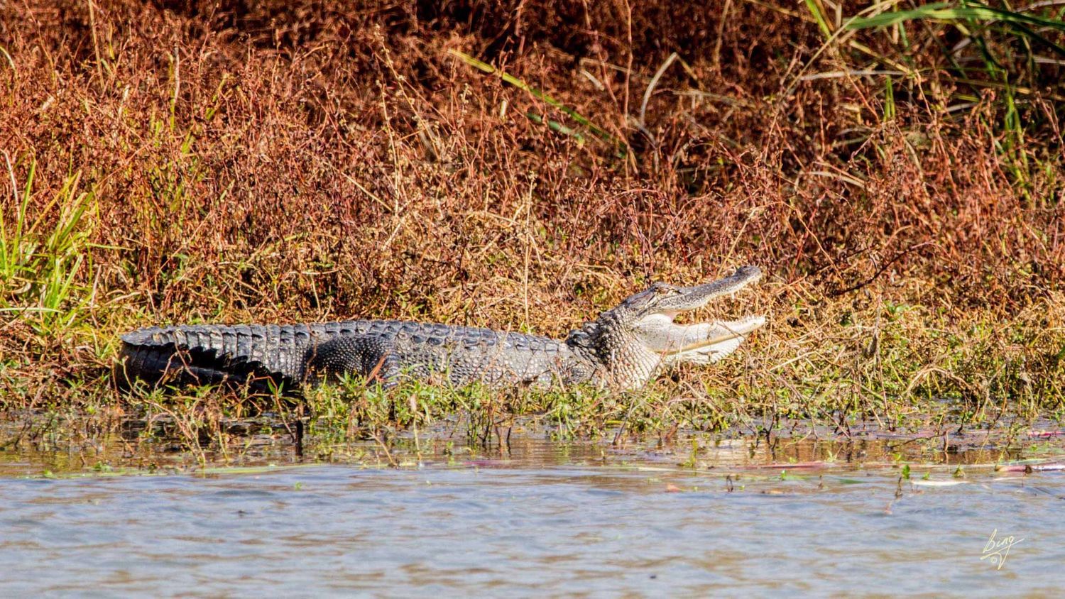 American Alligator, Mineola Wildlife Preserve, TX