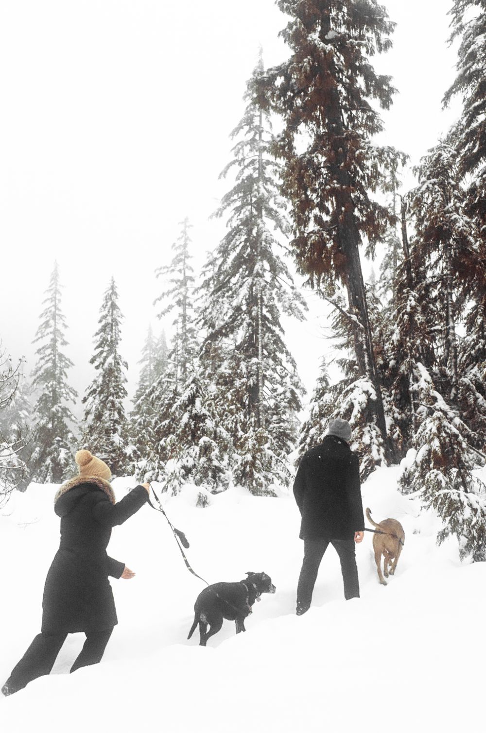 People and a dog playing in deep snow surrounded by tall snow-laden evergreen trees.