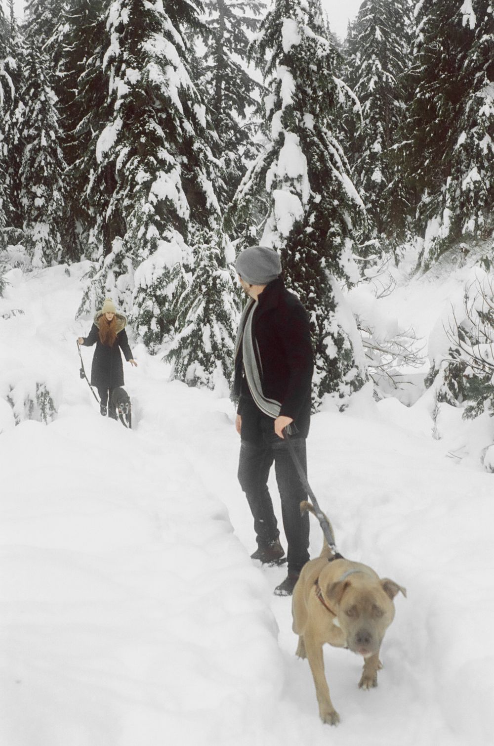 A light-colored dog exploring snowy terrain among snow-covered pine trees.